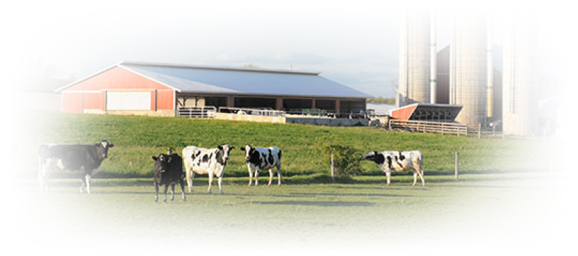 cows in a farm field