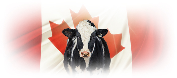 holstein cow with canadian flag background