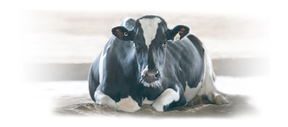 AGA Holstein Canada